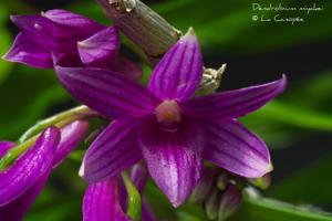 Dendrobium goldschmidtianum