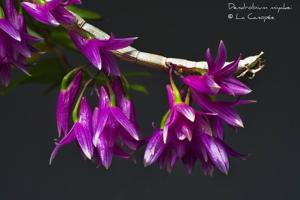 Dendrobium goldschmidtianum