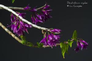Dendrobium goldschmidtianum