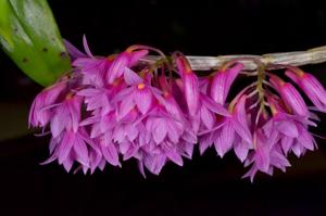 Dendrobium goldschmidtianum