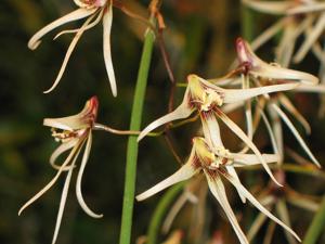 Dendrobium teretifolium