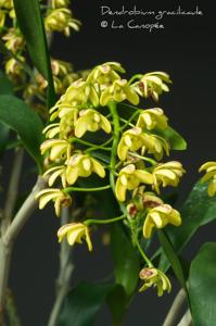 Dendrobium gracilicaule