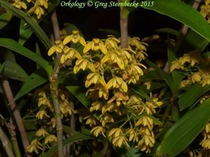 Dendrobium gracilicaule