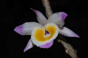 Dendrobium gratiosissimum