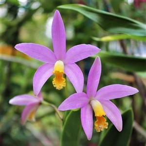 Cattleya longipes