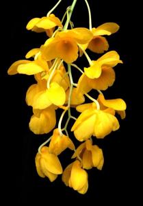 Dendrobium griffithianum