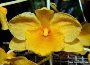 Dendrobium griffithianum