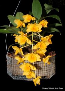 Dendrobium griffithianum