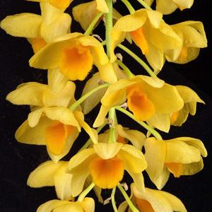 Dendrobium griffithianum