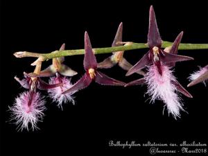 Bulbophyllum saltatorium var. albociliatum