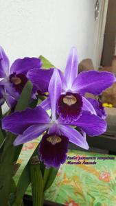 Cattleya purpurata