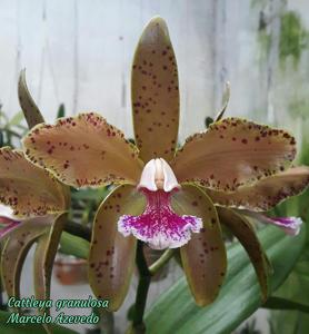 Cattleya granulosa