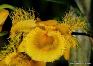 Dendrobium harveyanum