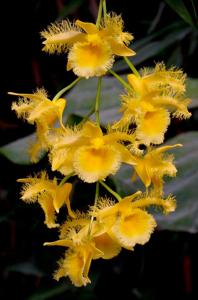 Dendrobium harveyanum
