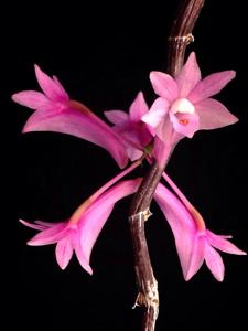 Dendrobium hasseltii