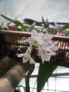 Dendrobium hasseltii