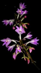 Dendrobium hasseltii