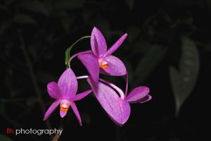 Dendrobium hasseltii