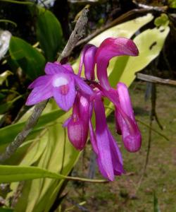 Dendrobium hasseltii