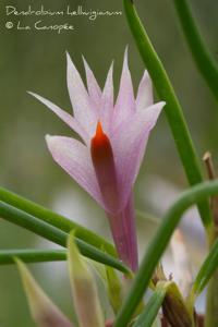 Dendrobium hellwigianum