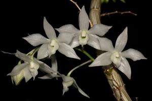 Dendrobium hercoglossum