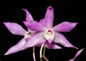 Dendrobium hercoglossum