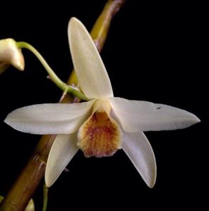 Dendrobium heterocarpum