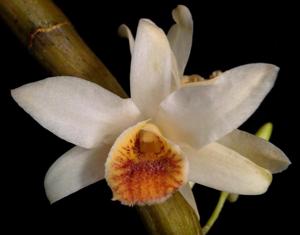 Dendrobium heterocarpum