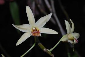 Dendrobium heterocarpum