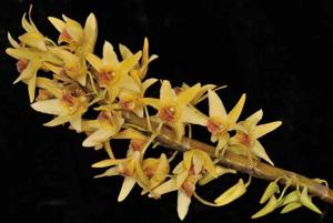 Dendrobium heterocarpum