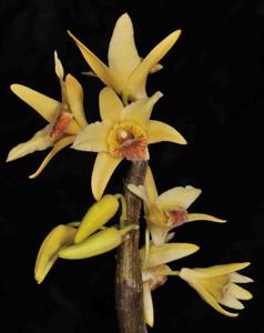 Dendrobium heterocarpum