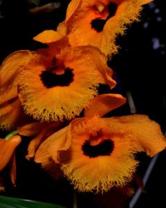 Dendrobium fimbriatum