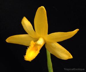 Dendrobium histrionicum