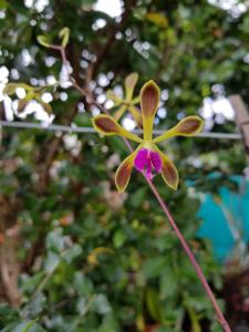 Encyclia howardii