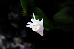 Dendrobium hymenopterum