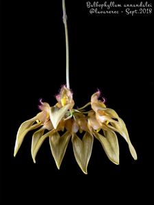 Bulbophyllum annandalei