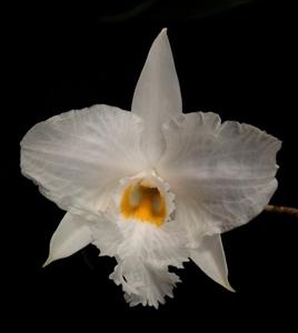 Dendrobium infundibulum