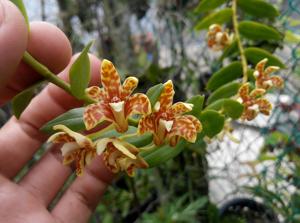 Dendrobium insigne