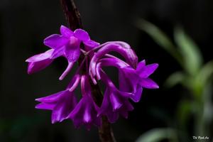 Dendrobium intricatum