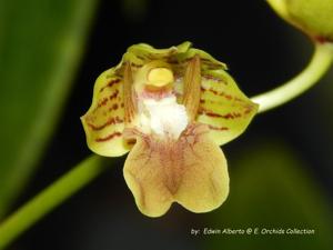 Dendrobium bifalce