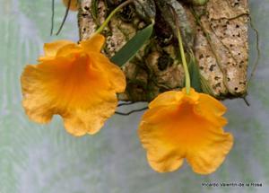 Dendrobium jenkinsii