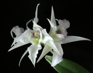 Dendrobium johnsoniae