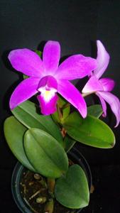 Cattleya violacea