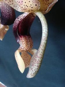 Stanhopea platyceras