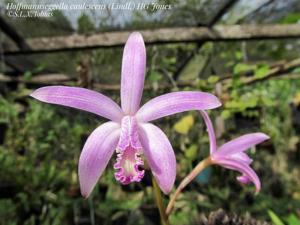 Cattleya caulescens