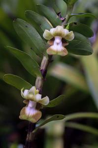 Dendrobium kenepaiense