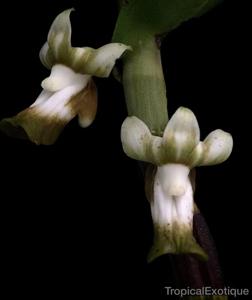 Dendrobium kenepaiense