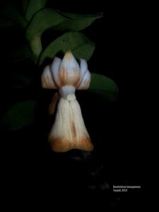 Dendrobium kenepaiense