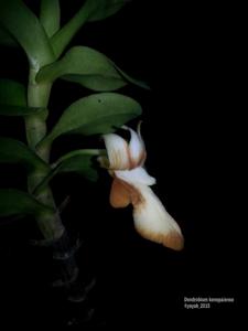 Dendrobium kenepaiense