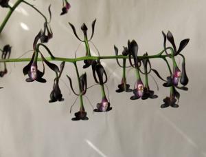 Epidendrum melanoporphyreum